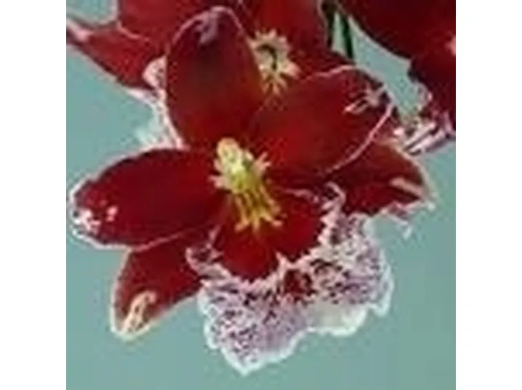 Significato fiori orchidee rosse
