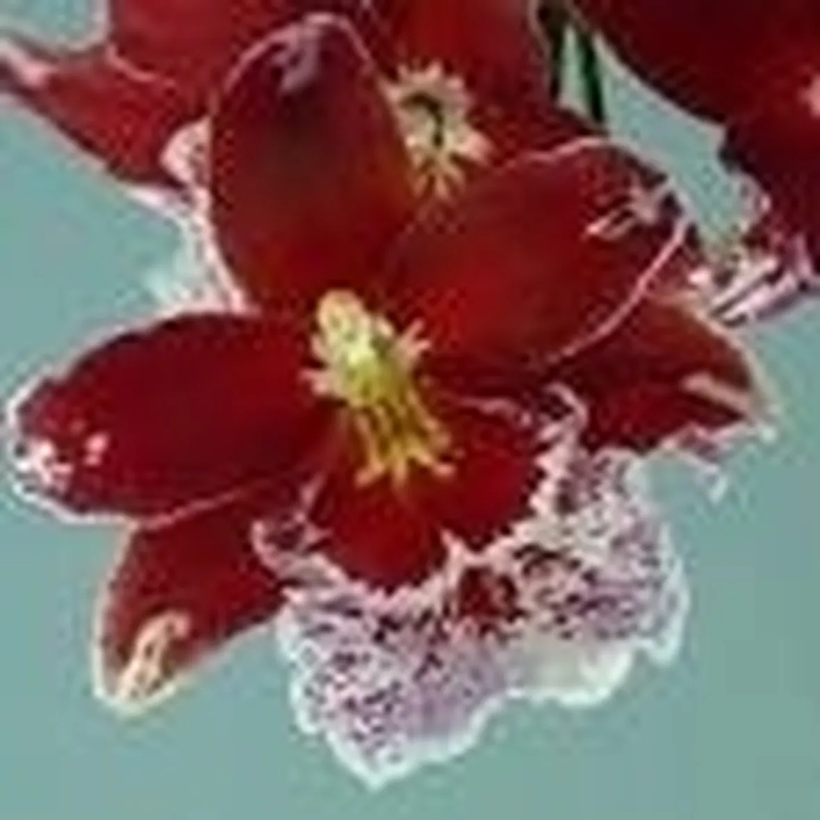 Significato fiori orchidee rosse