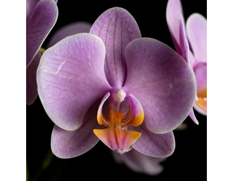 significato fiori orchidee viola