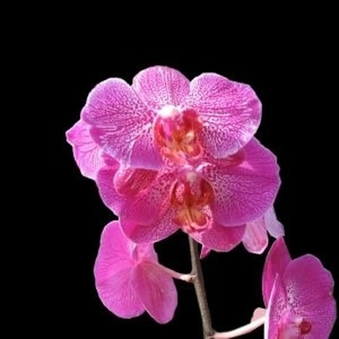 significato fiori orchidee viola