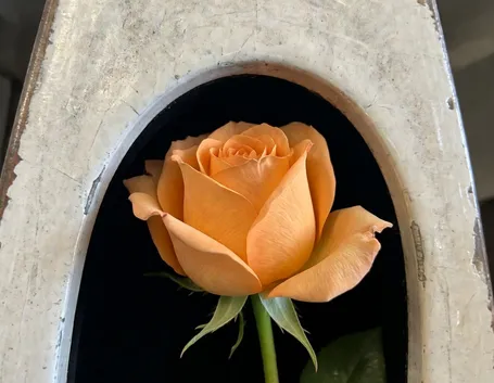 significato fiori rose arancio-1