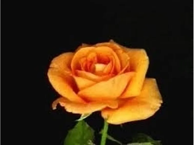 significato fiori rose arancio-1