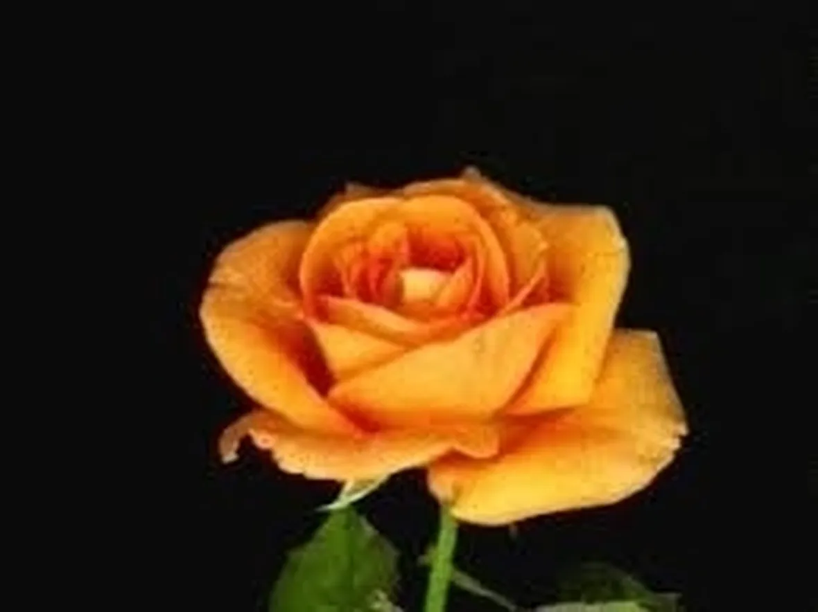 significato fiori rose arancio-1