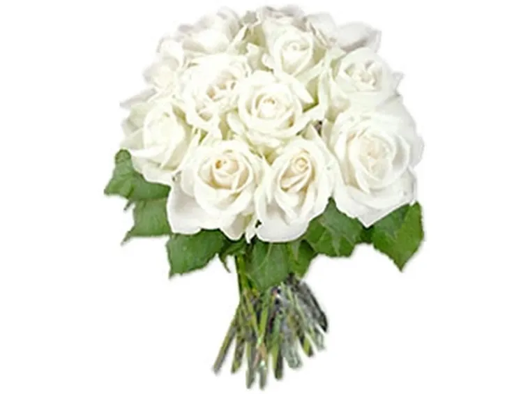 significato fiori rose bianche