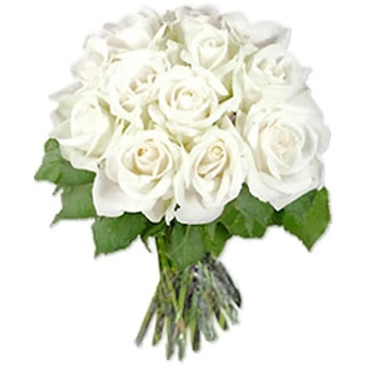 significato fiori rose bianche