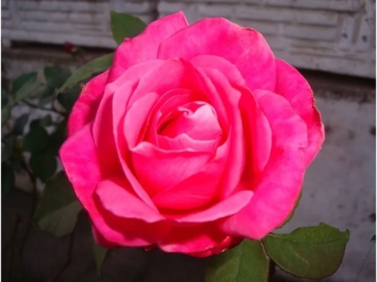 significato fiori rose fuxia