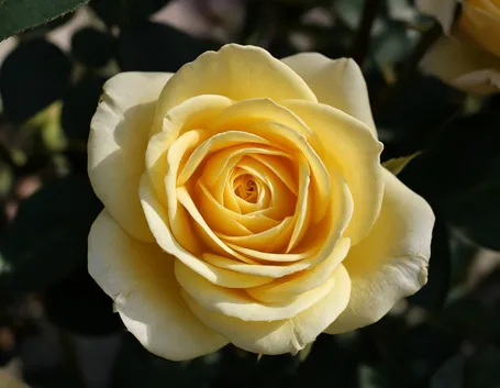 significato fiori rose gialle