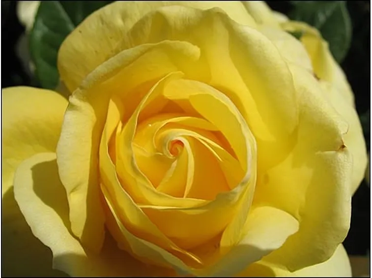 significato fiori rose gialle