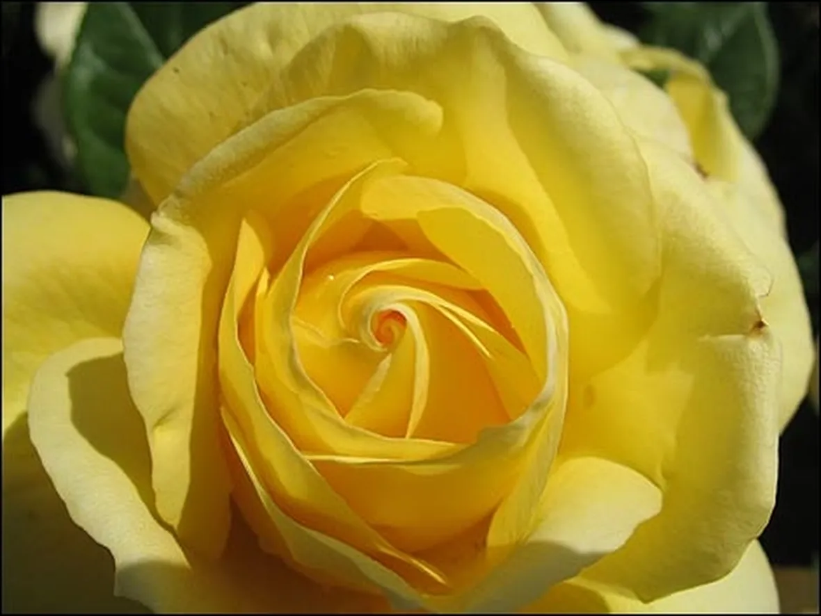 significato fiori rose gialle