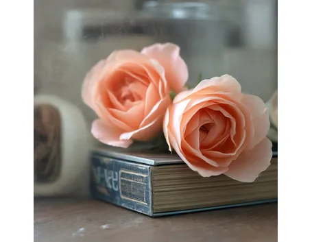 Significato fiori rose rosa
