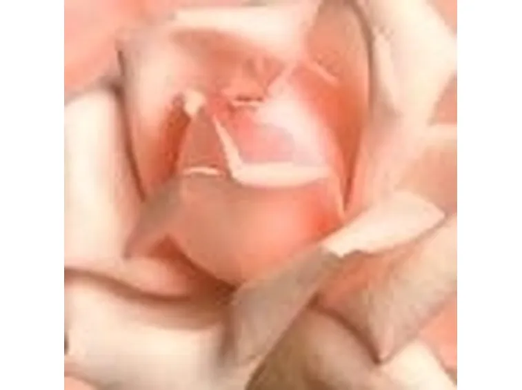 Significato fiori rose rosa