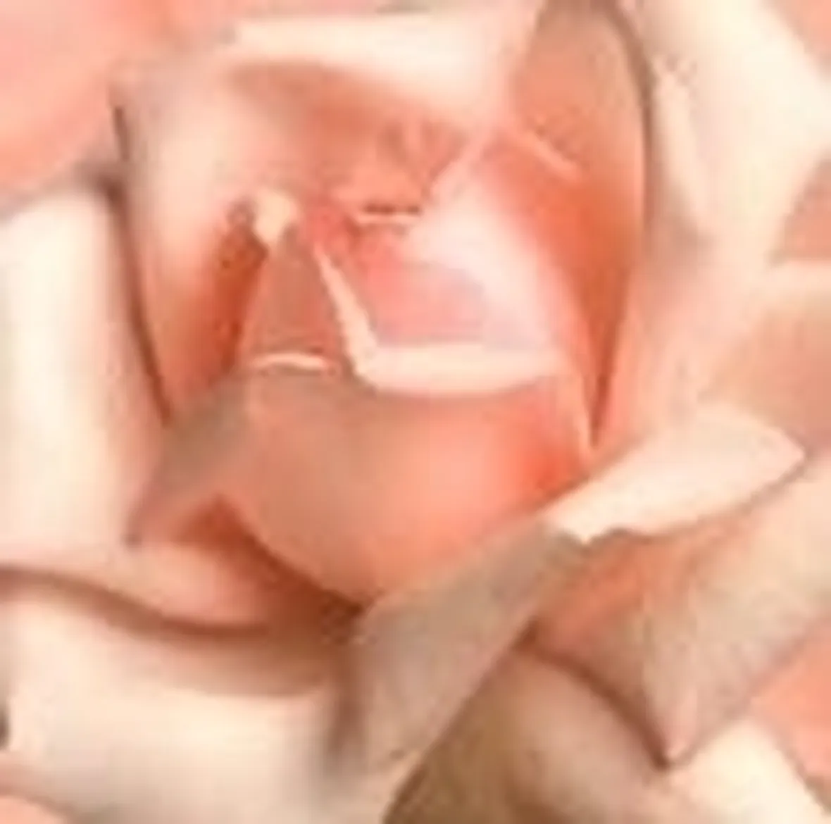 Significato fiori rose rosa