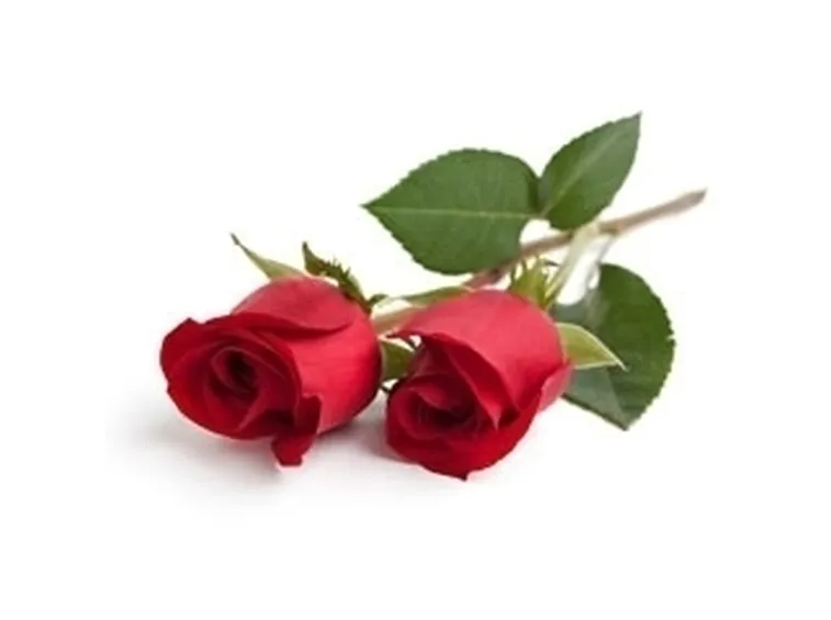 Significato fiori rose rosse