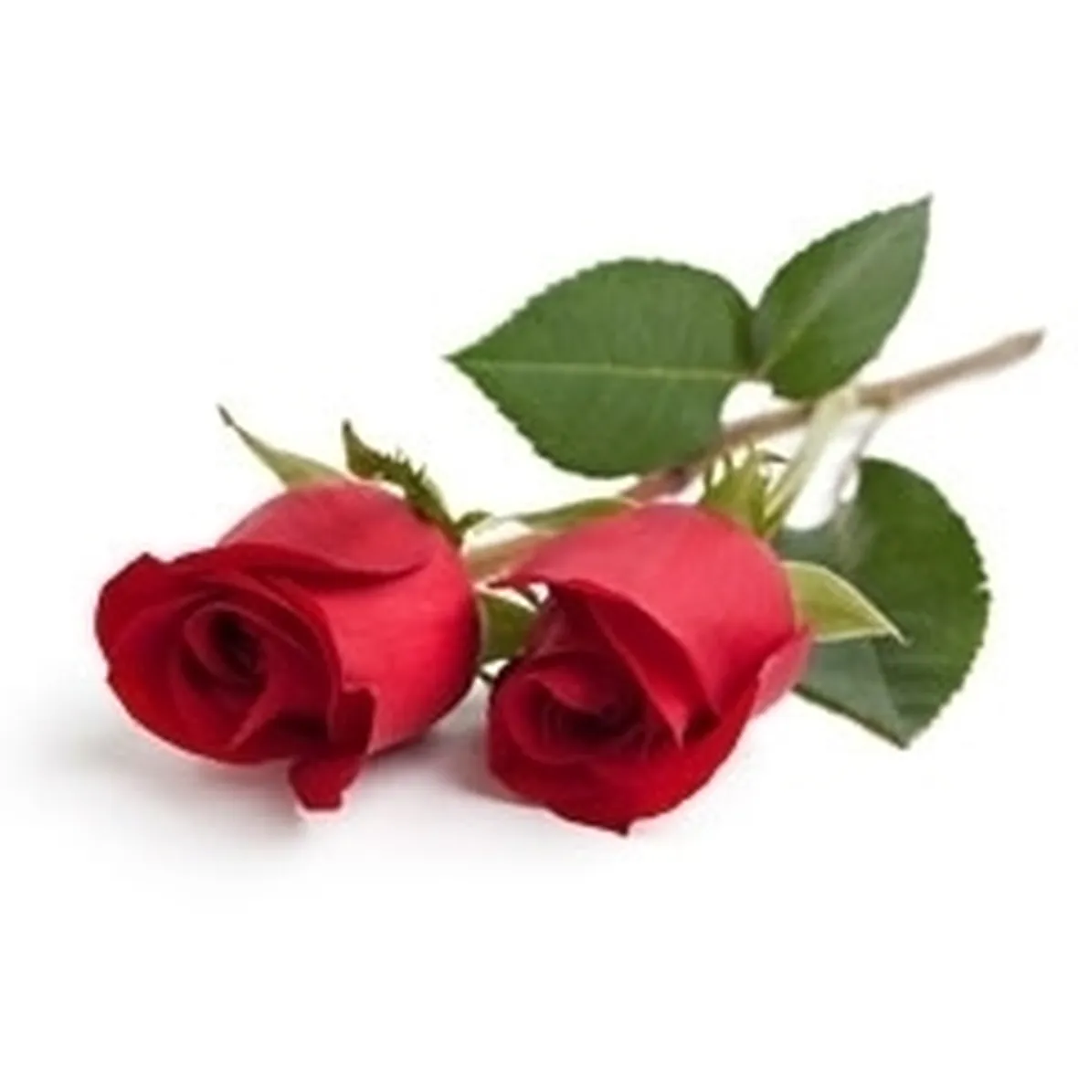 Significato fiori rose rosse