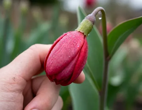 significato fiori tulipani fuxia