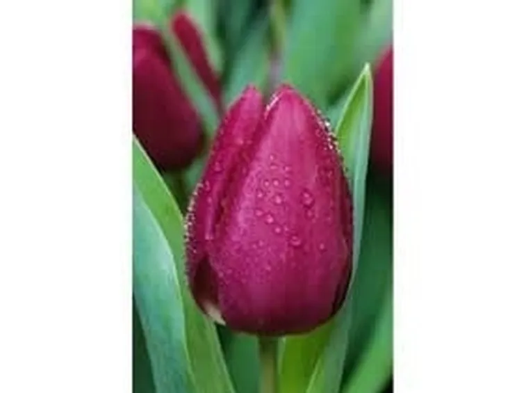 significato fiori tulipani fuxia