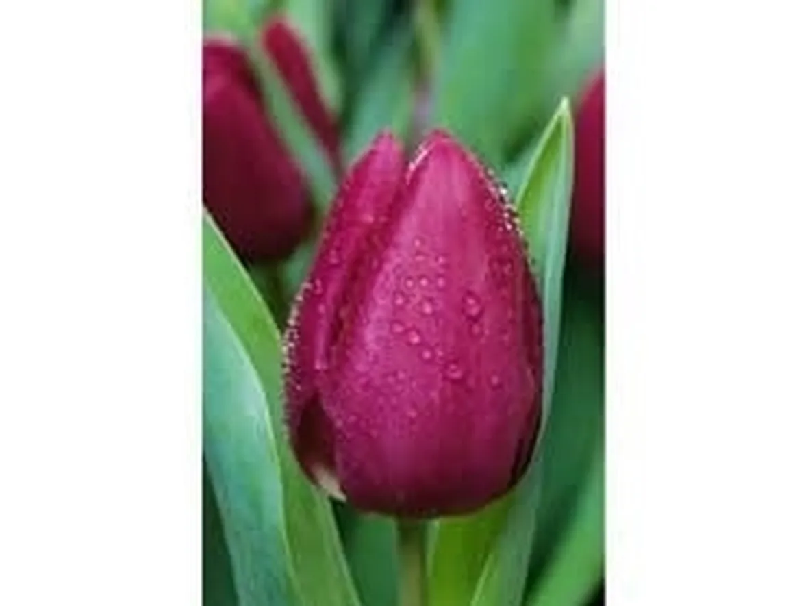 significato fiori tulipani fuxia