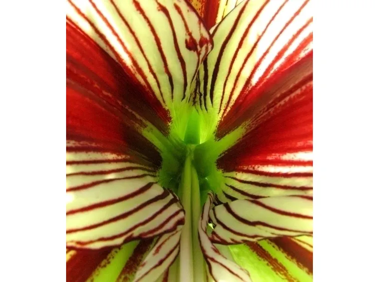 significato fiori tulipani rosse-1