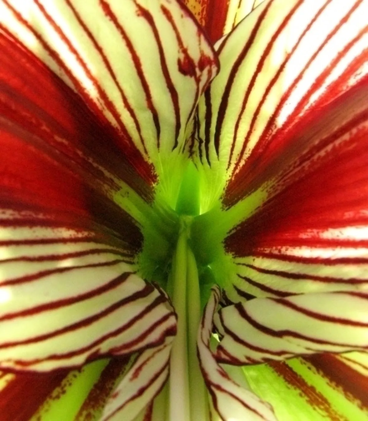 significato fiori tulipani rosse-1
