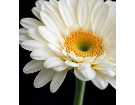 significato gerbere bianche-1