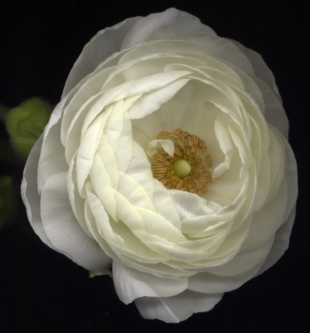 significato gerbere bianche-1
