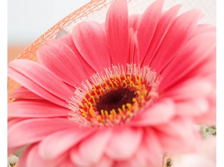 significato gerbere fuxia-1