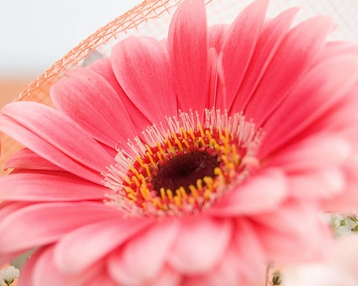 significato gerbere fuxia-1