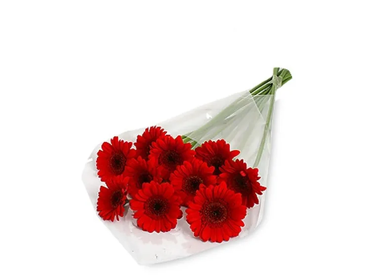 significato gerbere rosse