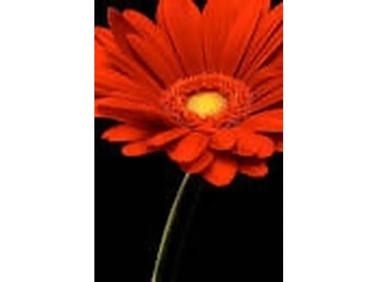 Significato gerbere rosse
