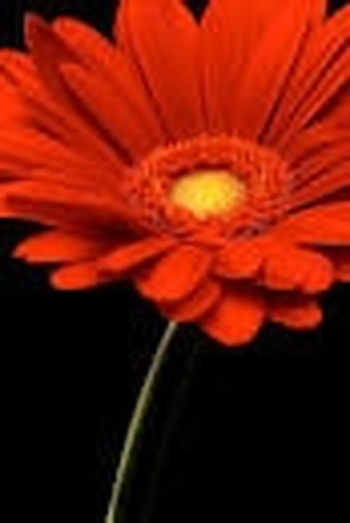 Significato gerbere rosse