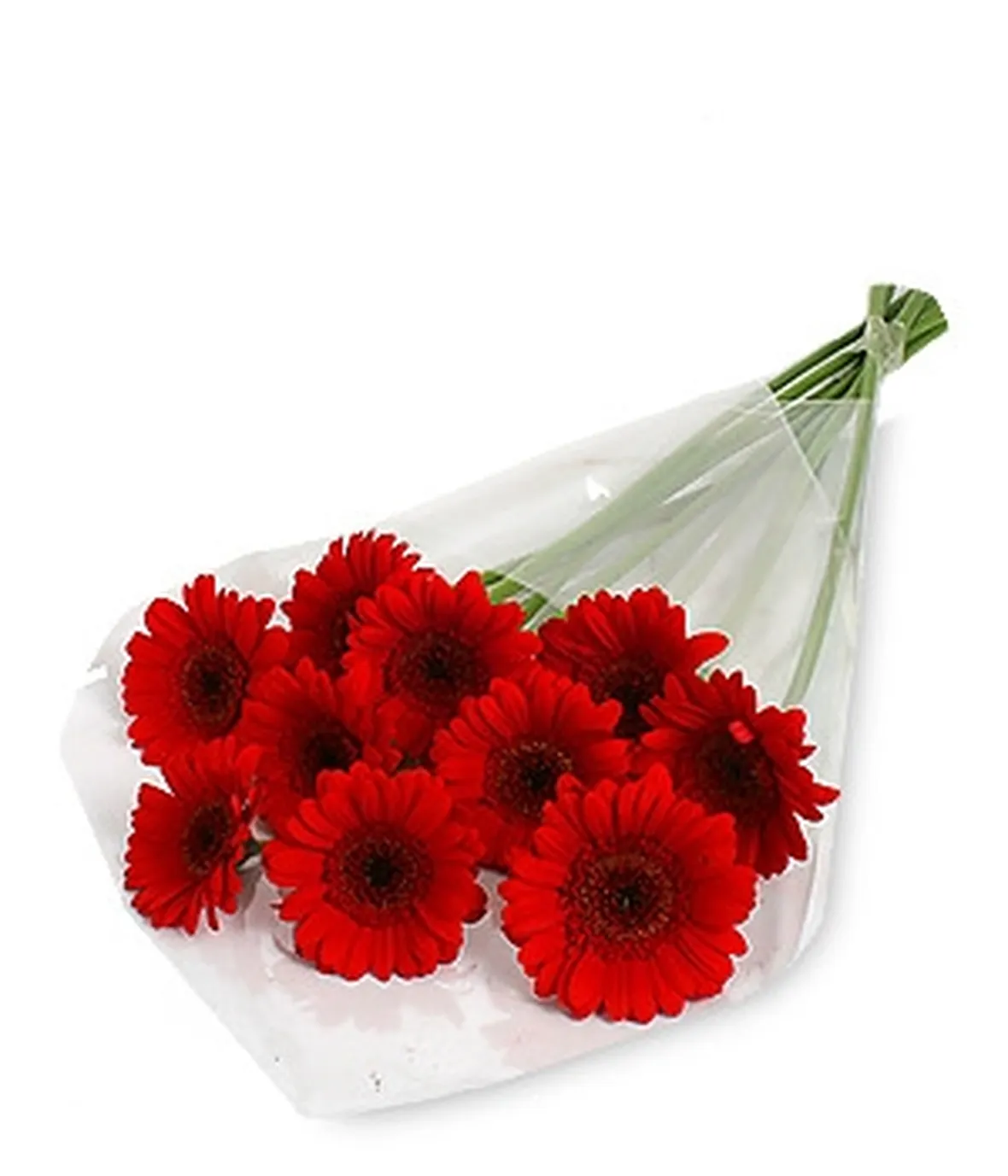 significato gerbere rosse
