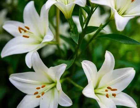 significato lilium bianche