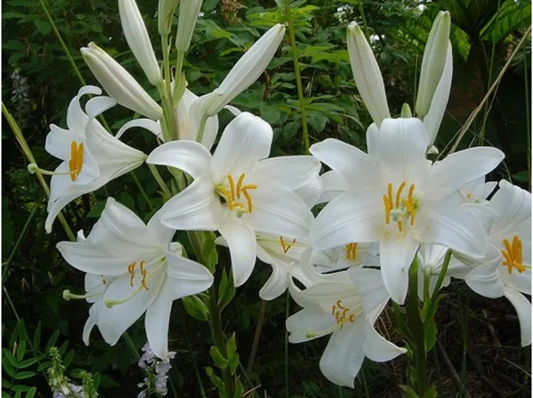 significato lilium bianche
