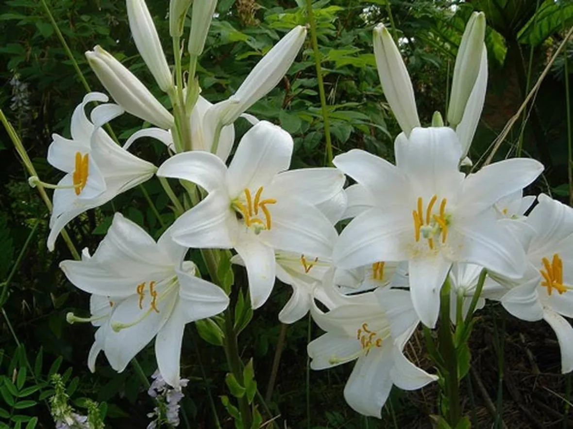 significato lilium bianche