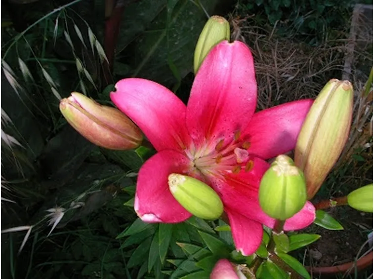 significato lilium fuxia-1