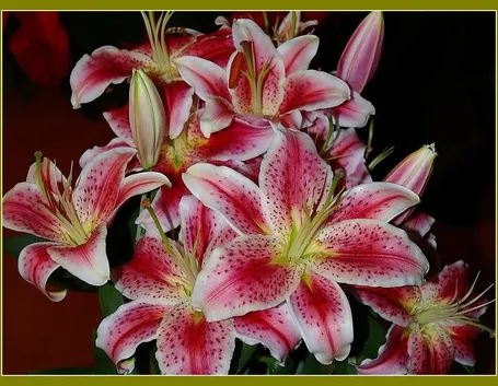 significato lilium fuxia