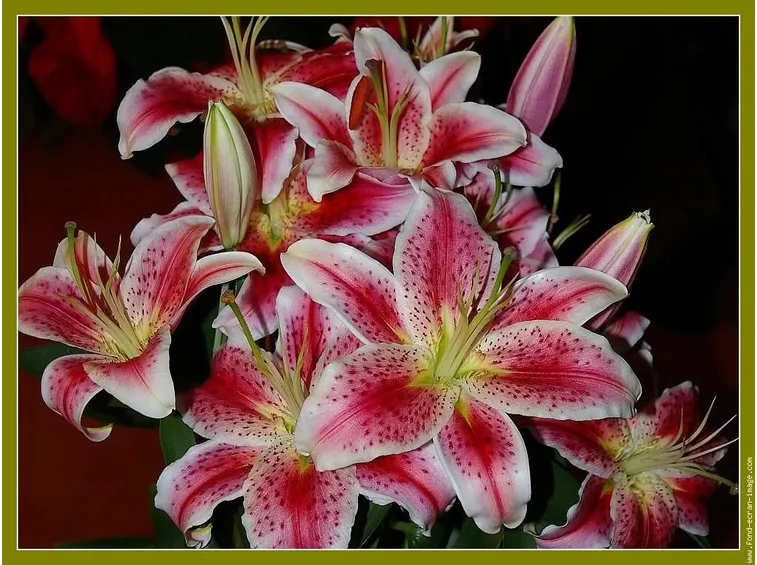 significato lilium fuxia