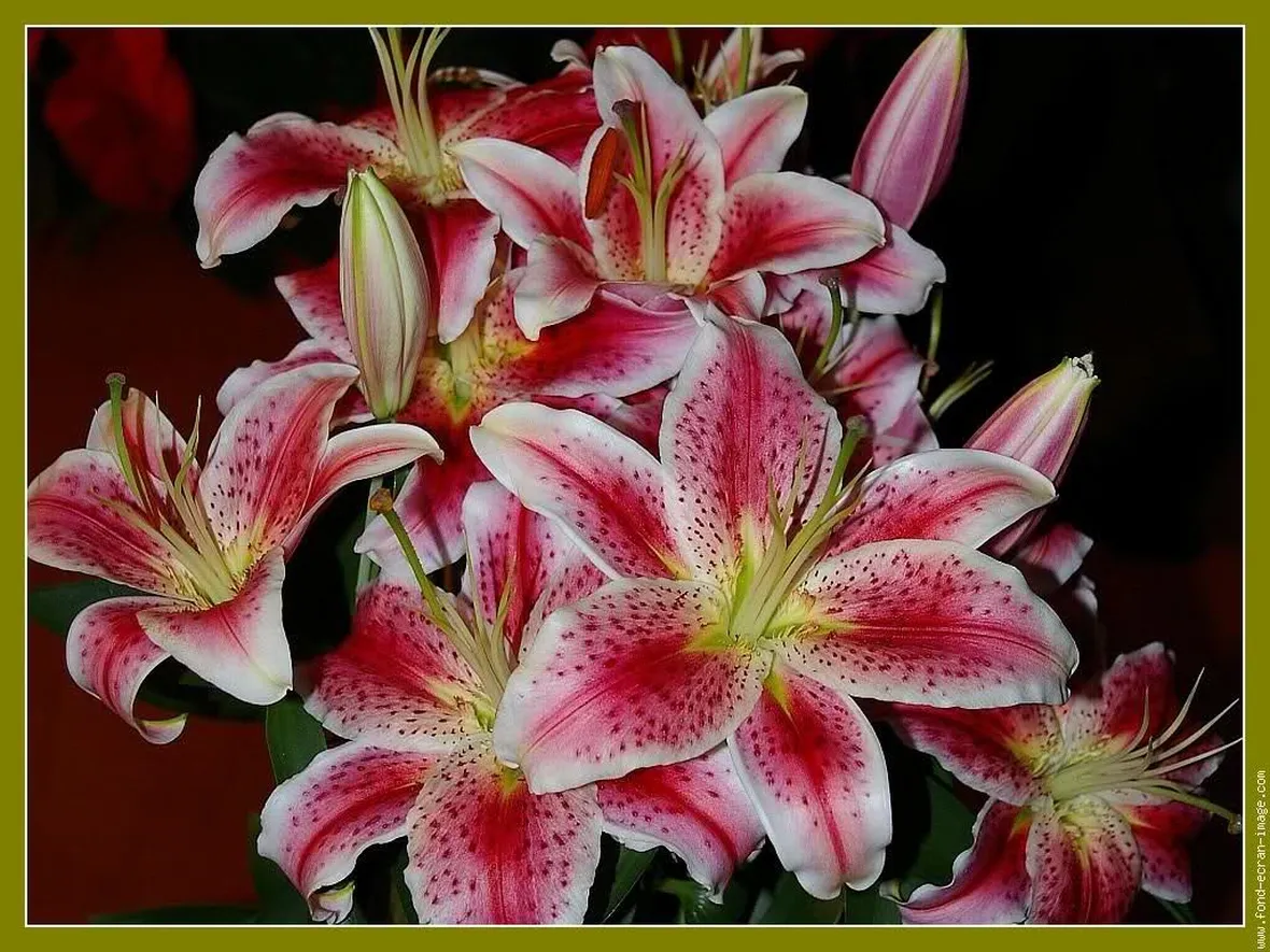 significato lilium fuxia