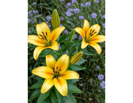 significato lilium gialle