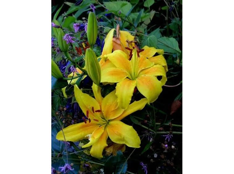 significato lilium gialle