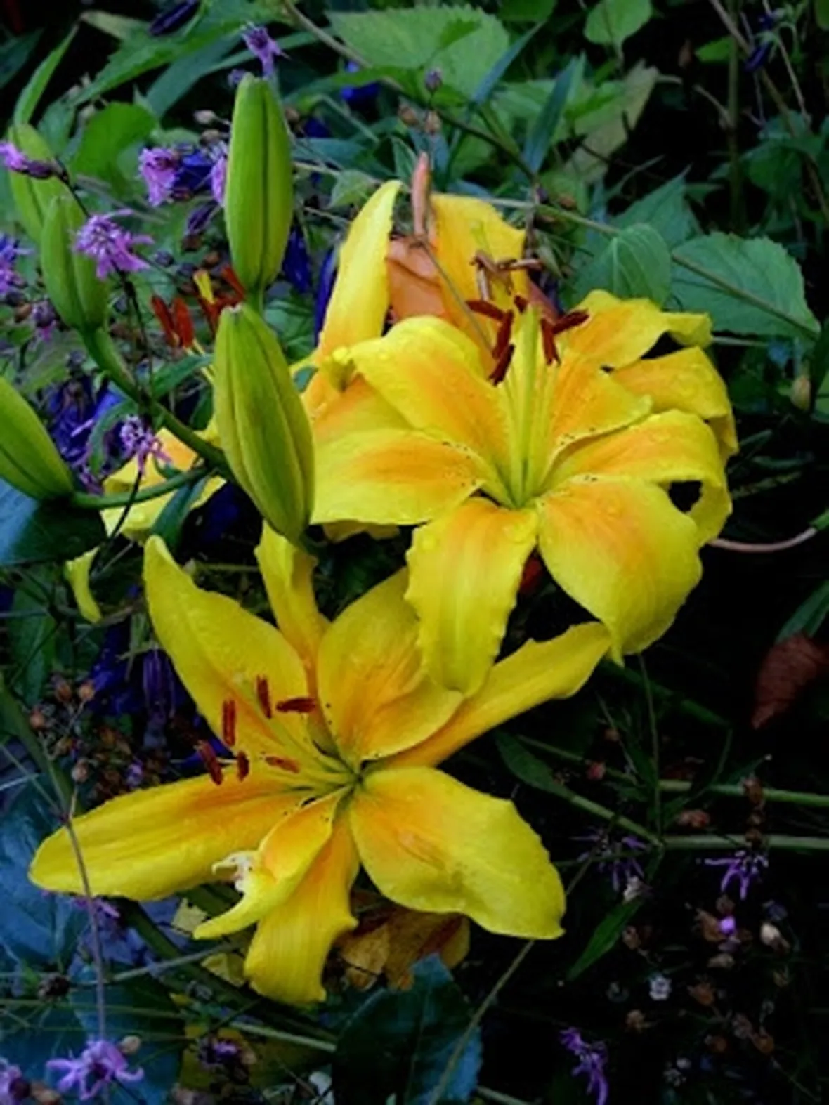 significato lilium gialle