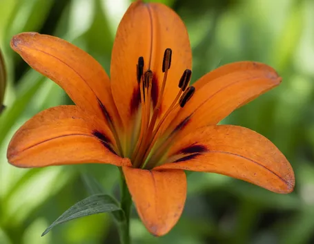 significato lilium rosse
