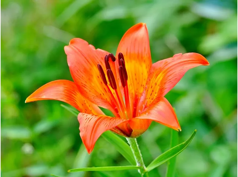 significato lilium rosse