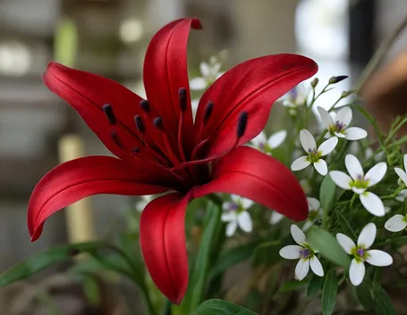 Significato lilium rosse
