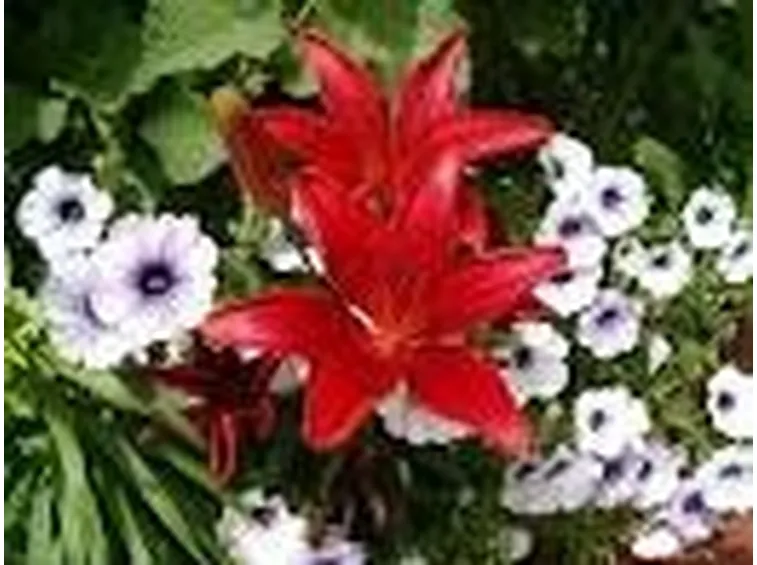 Significato lilium rosse