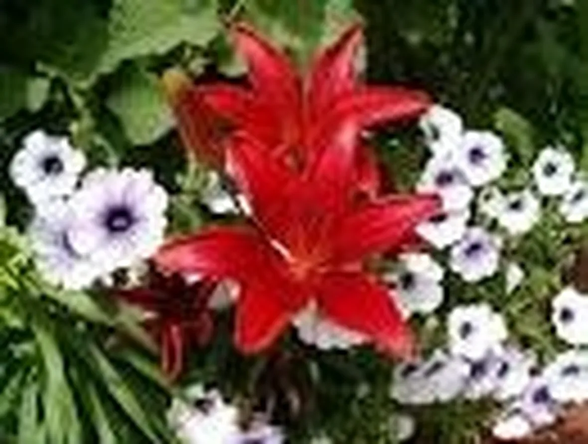 Significato lilium rosse