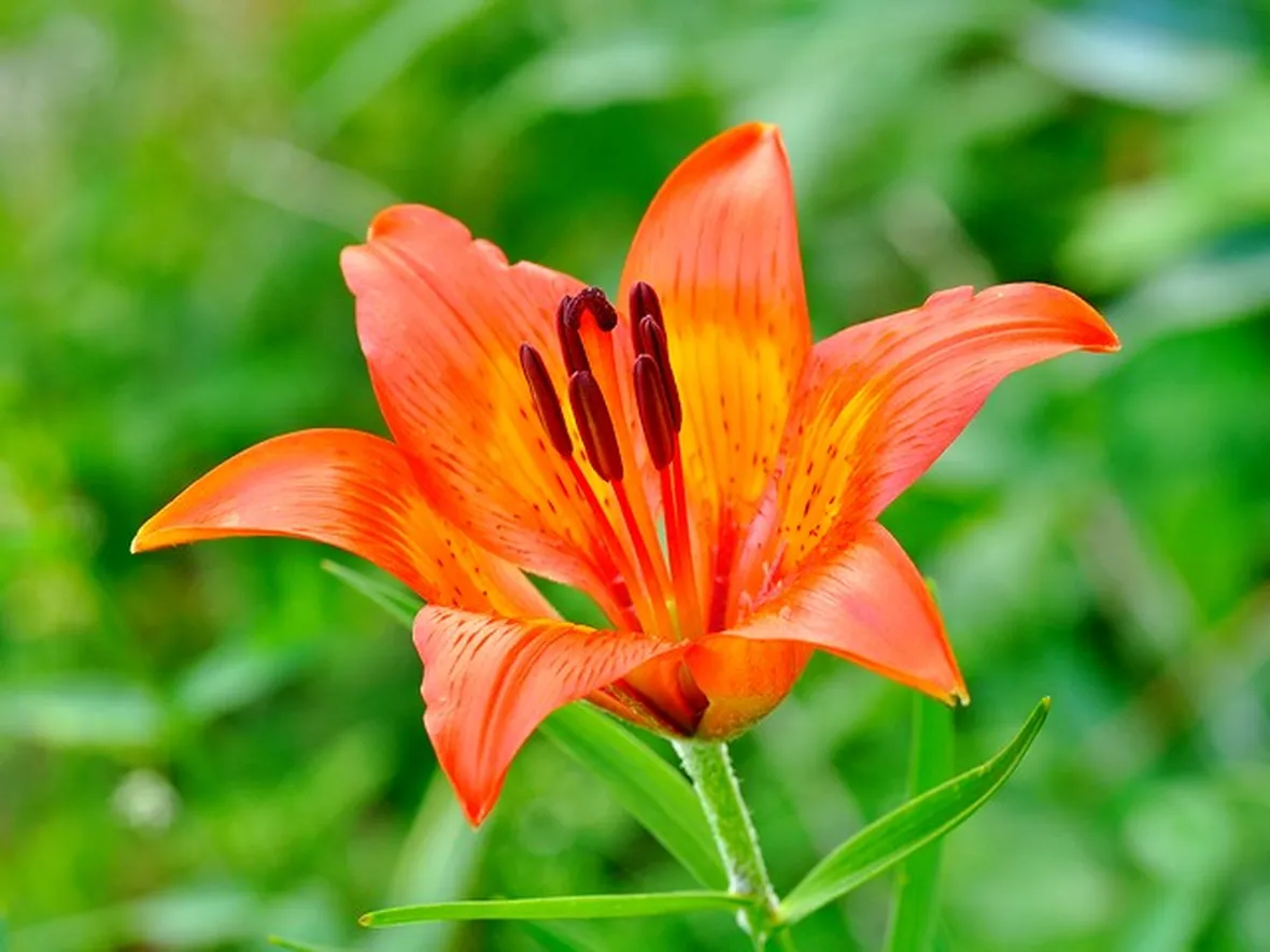 significato lilium rosse