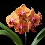 significato orchidee arancio