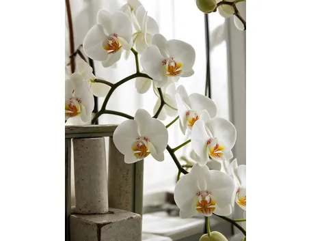 significato orchidee bianche