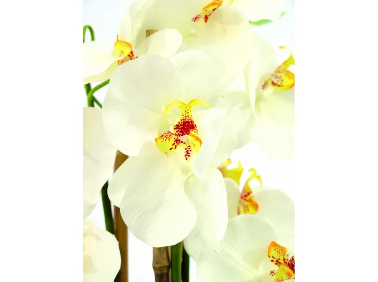 significato orchidee bianche